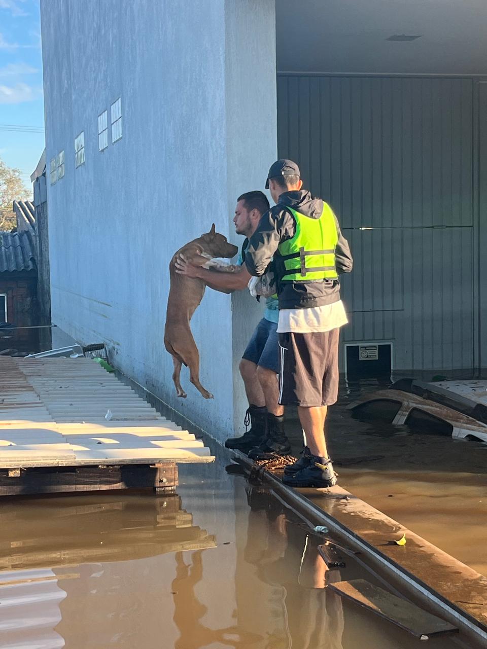 Urgência Humanitária: Quanto mais o tempo passa, mais fome e sede os animais têm. “Estão morrendo aos poucos sem ajuda”, diz veterinária