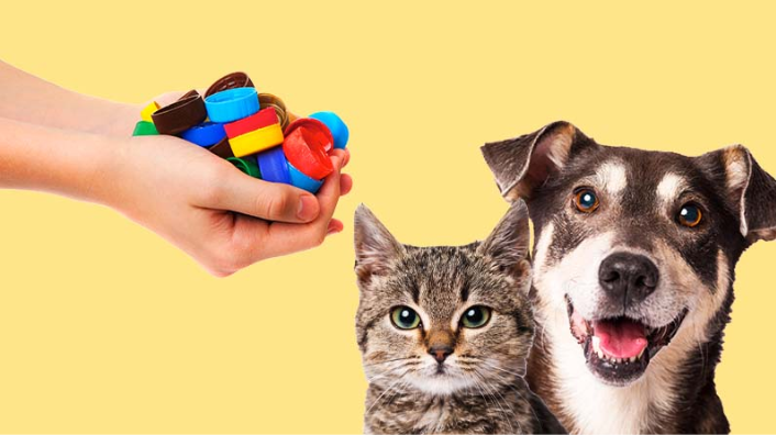 No mês em que se comemora o Dia Mundial dos Animais de Rua, Hilton São Paulo Morumbi destaca parceria que transforma tampinhas em impacto social